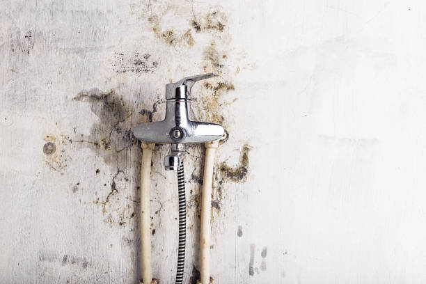 Best Commercial Mold Removal  in Reedsville, WI