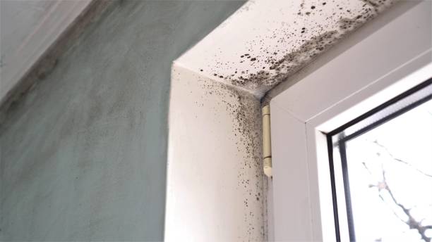 Mold Testing and Removal in Reedsville, WI