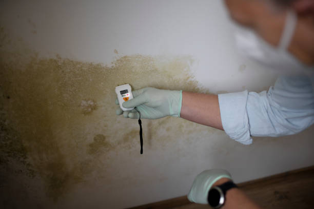 Best Certified Mold Removal  in Reedsville, WI