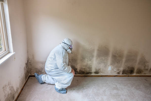 Best Mold Cleaning Services  in Reedsville, WI