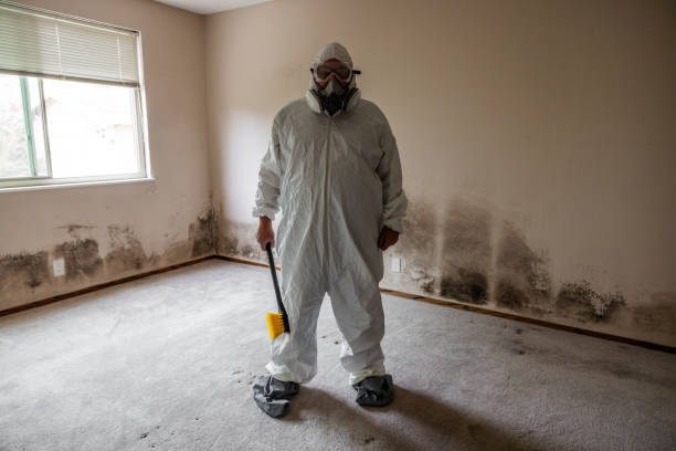 Best Attic Mold Removal  in Reedsville, WI